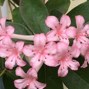 Meet your Posher, Tonya